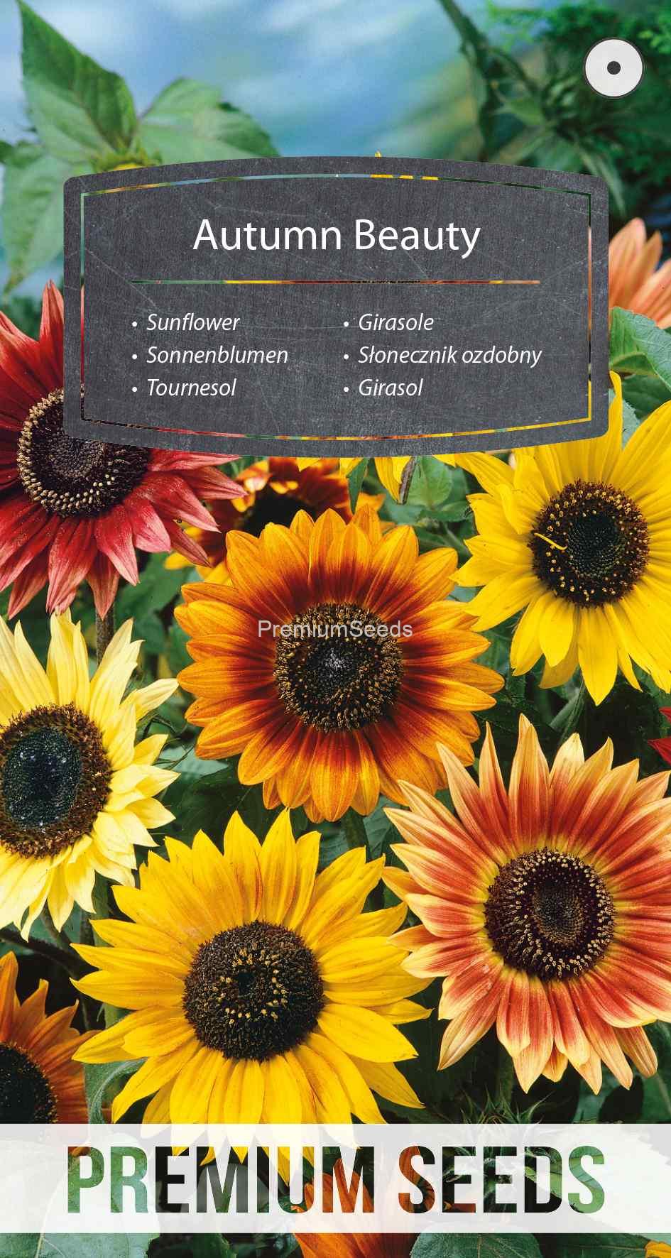 WORLD N 91 45 50_VS Girasole Autumn Beauty - semi