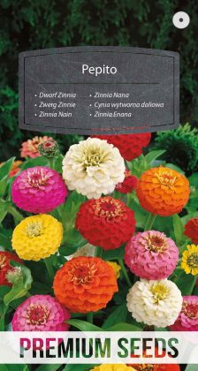 Cynia wytworna daliowa mix karłowa Pepito - nasiona