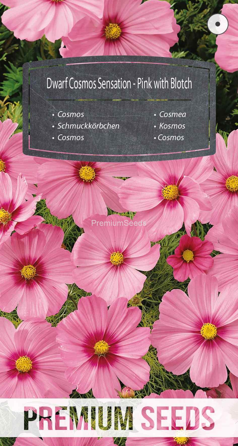 WORLD N G 450 0324_VS Kosmos sensation niski - różowy z plamą - nasiona