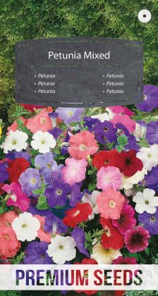Petunia ogrodowa mix - nasiona