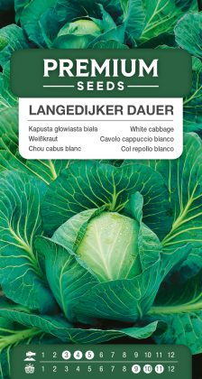 White cabbage Langedijker Dauer – seeds