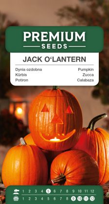 Pumpkin Jack O’Lanterno – seeds