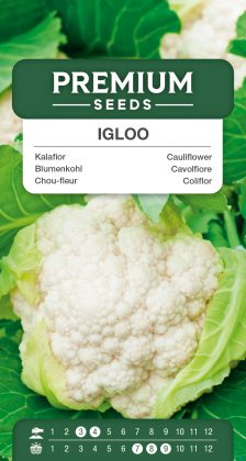 Cauliflower Igloo – seeds