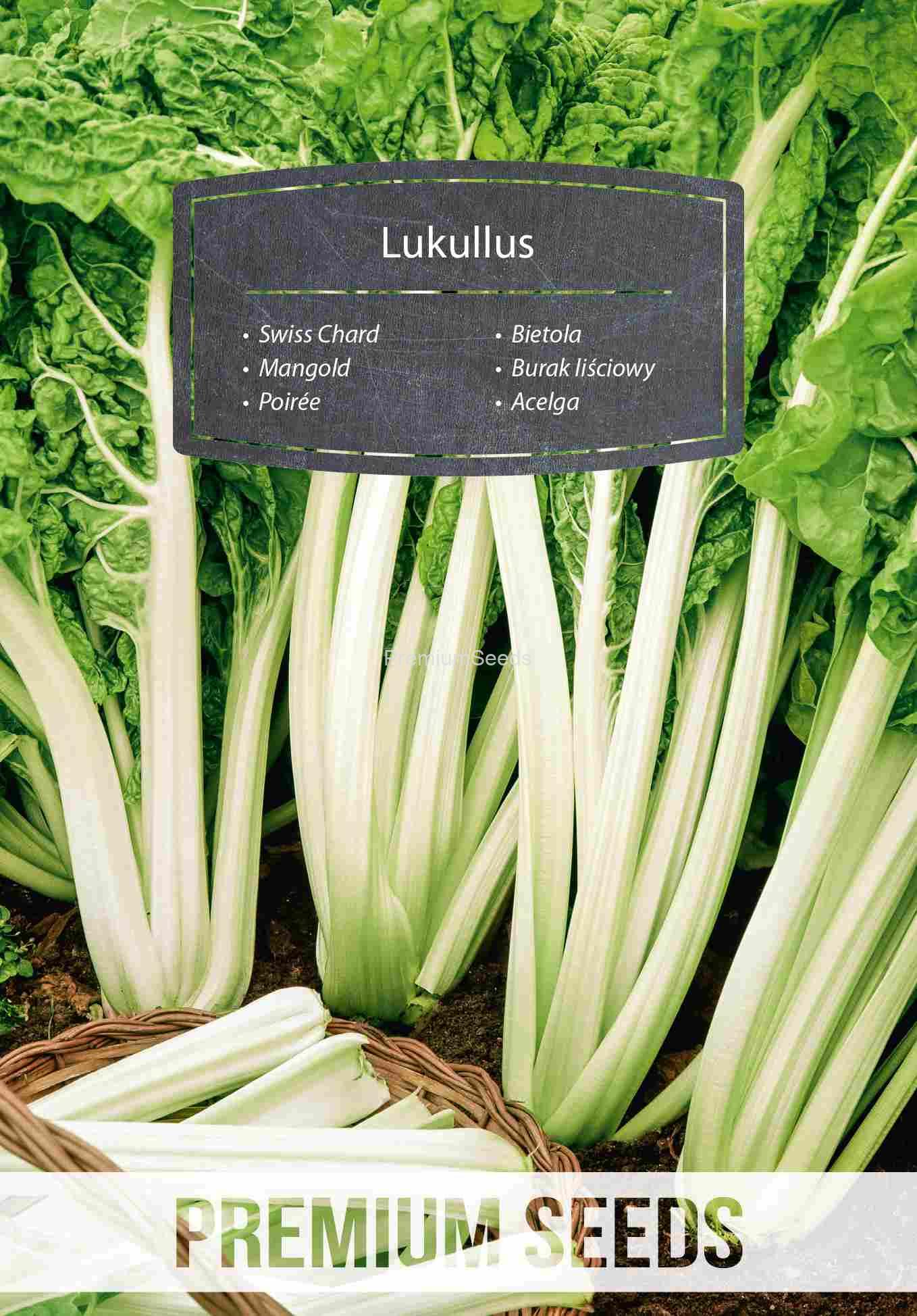 WORLD 10084505PA_VS Swiss Chard Lukullus - seeds