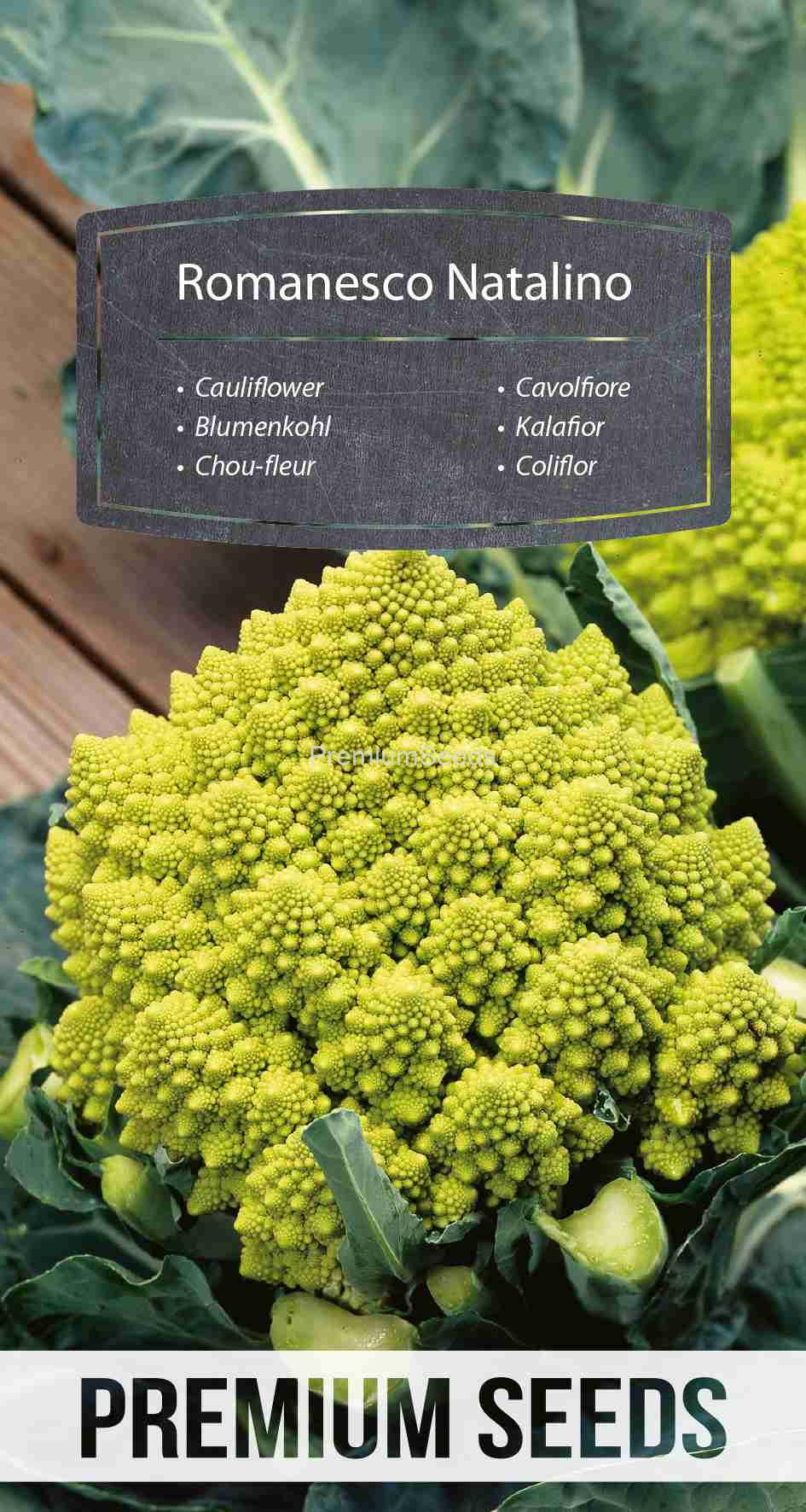 WORLD 14003012PA_VS Cauliflower Romanesco Natalino – seeds