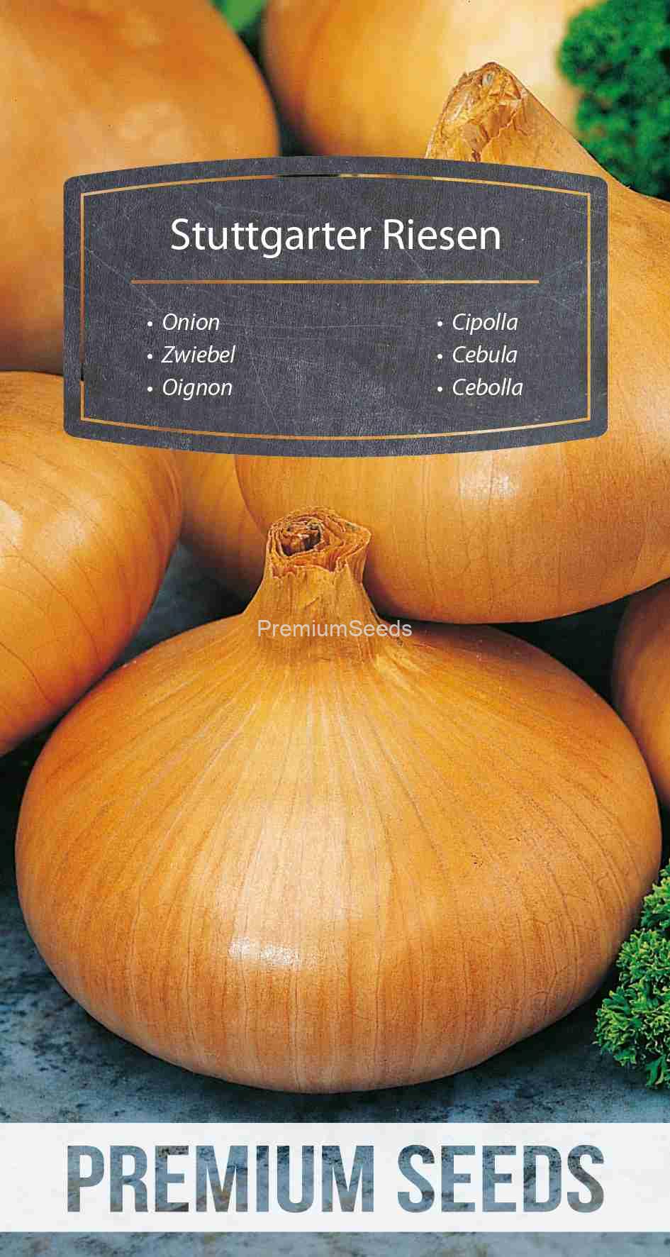 WORLD 14014112PA_VS Onion Stuttgarter Riesen – seeds