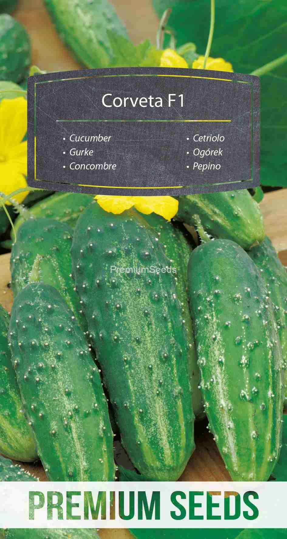 WORLD 14104425PA_VS Cucumber Corveta F1– seeds