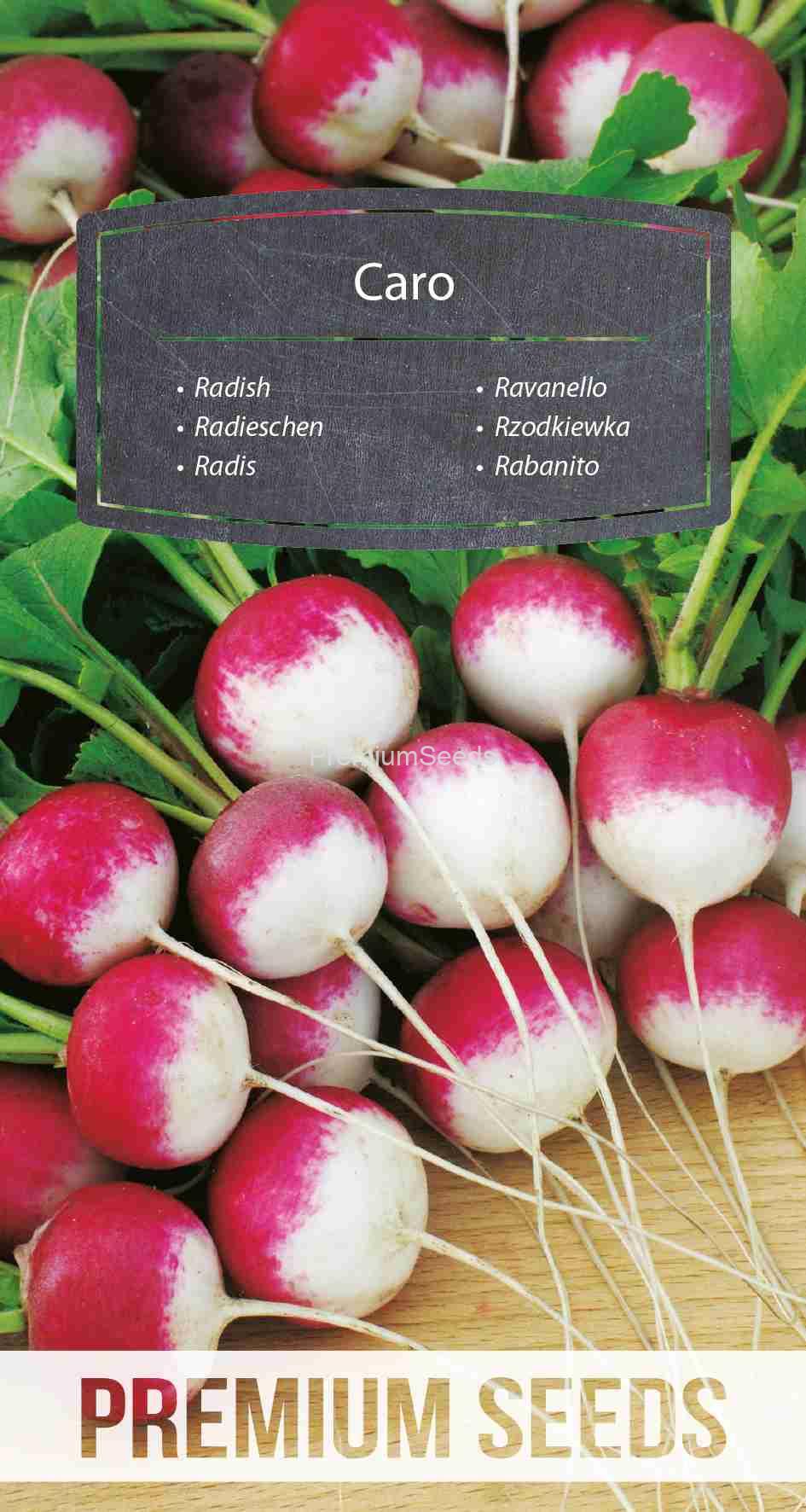 WORLD 14107396PA_VS Radish Caro – seeds