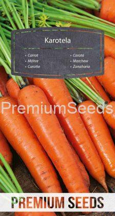 Carrot Karotela – seeds