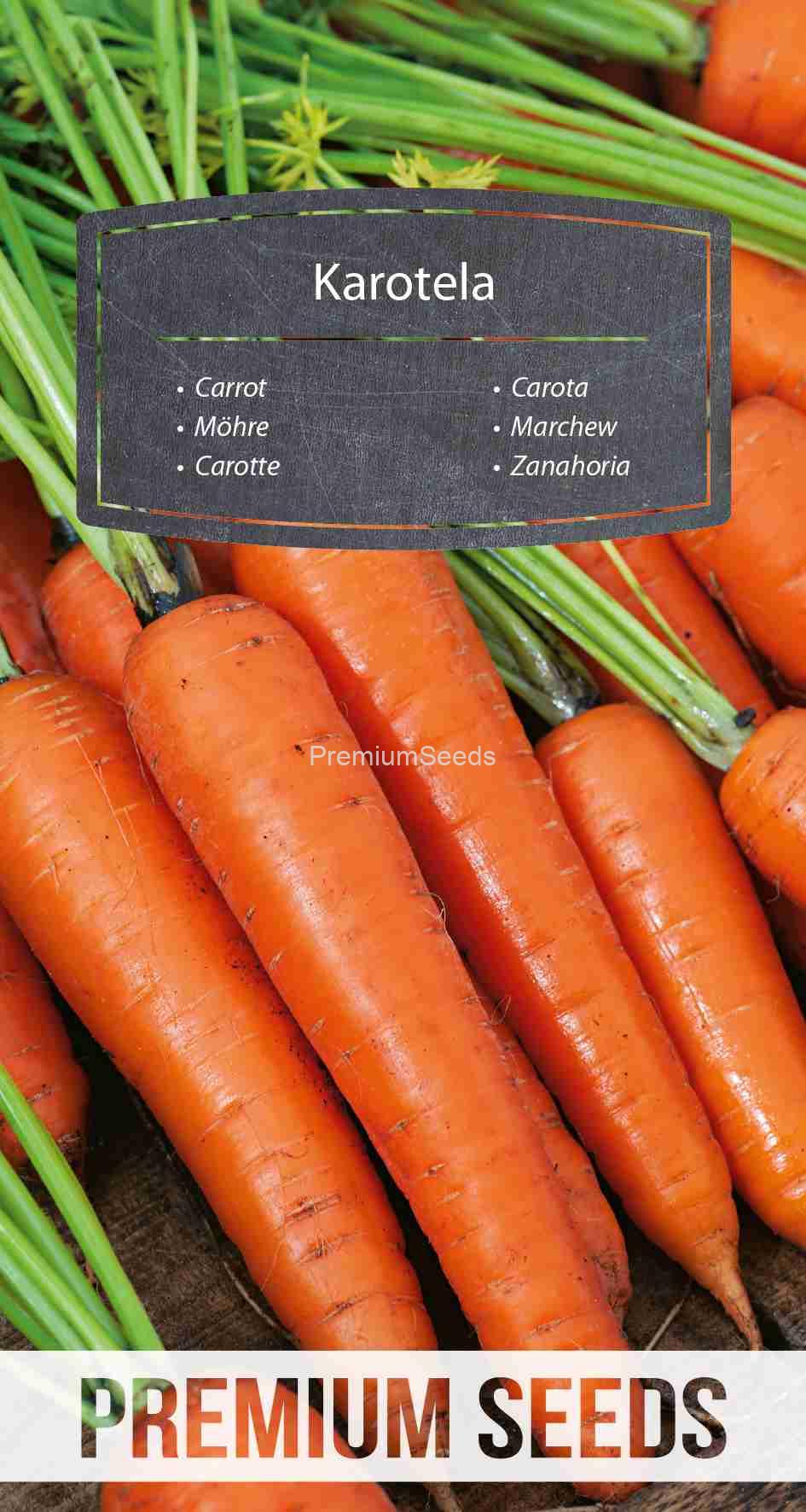 WORLD 14143756PA_VS Carrot Karotela – seeds