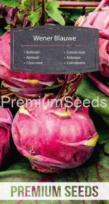 Kohlrabi Wener Blauwe – seeds