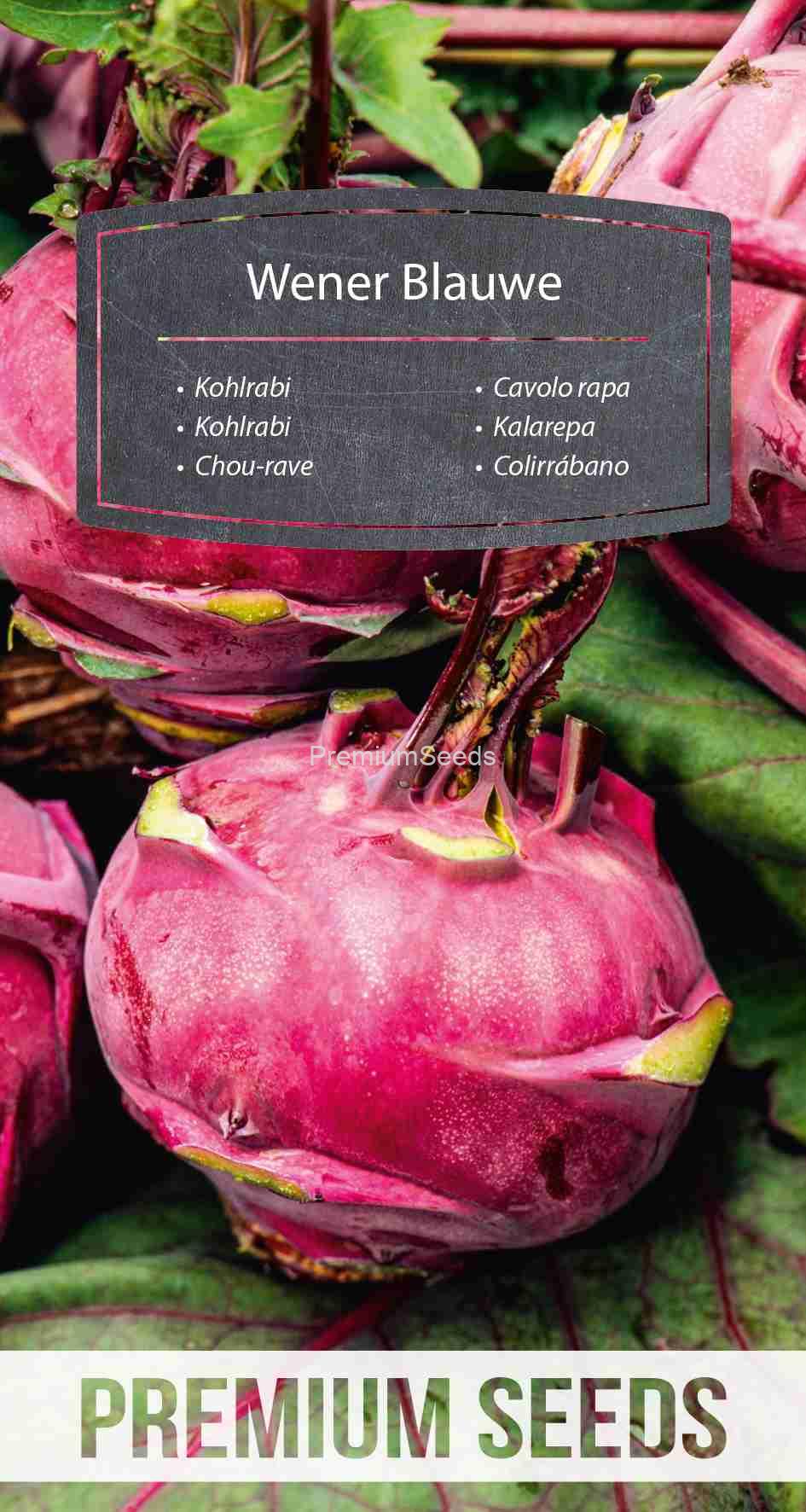 WORLD 14168208PA_VS Kohlrabi Wener Blauwe – seeds