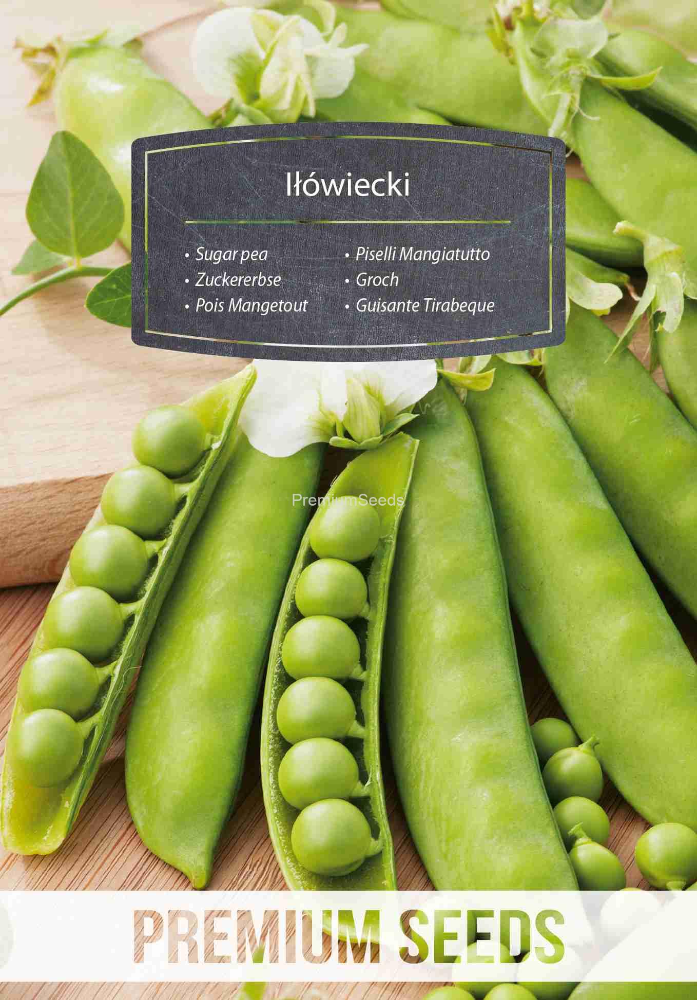 WORLD 14251484PA_VS Sugar pea Iłówiecki – seeds