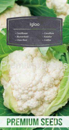 Cauliflower Igloo – seeds