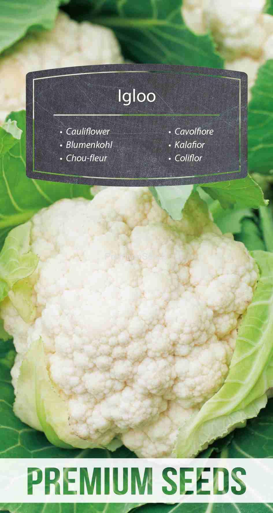 WORLD 14258551PA_VS Cauliflower Igloo – seeds