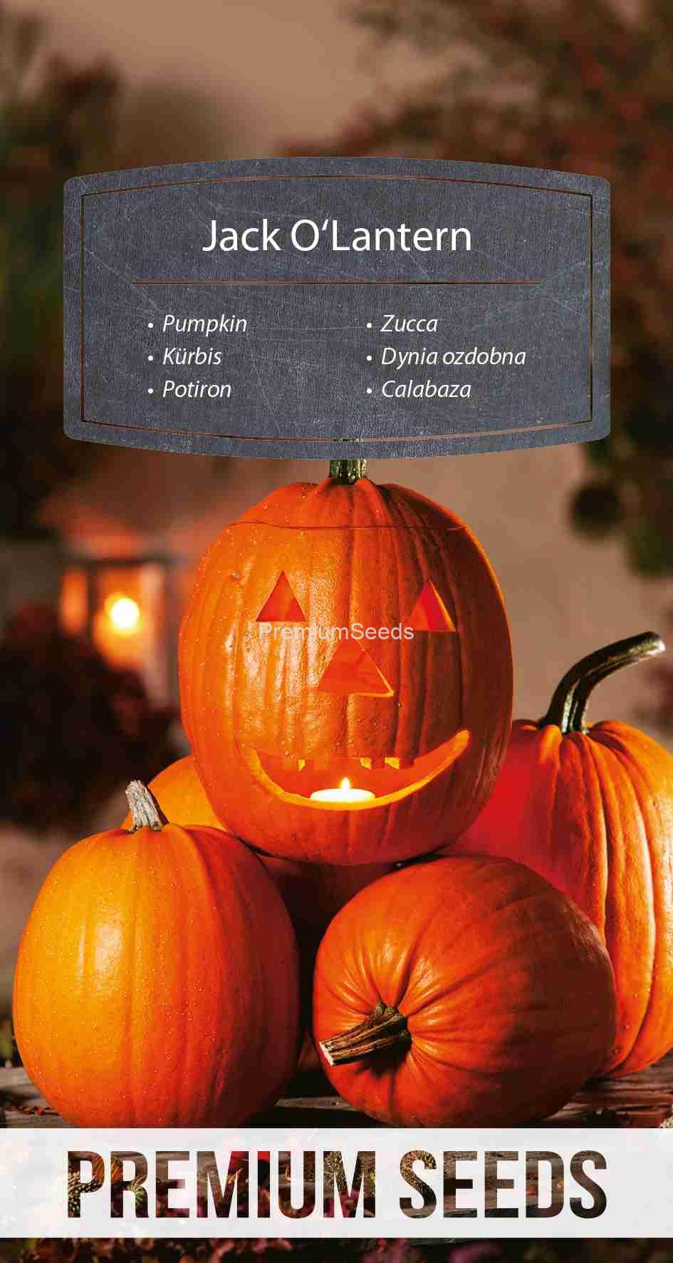 WORLD 14261418PA_VS Pumpkin Jack O'Lanterno – seeds