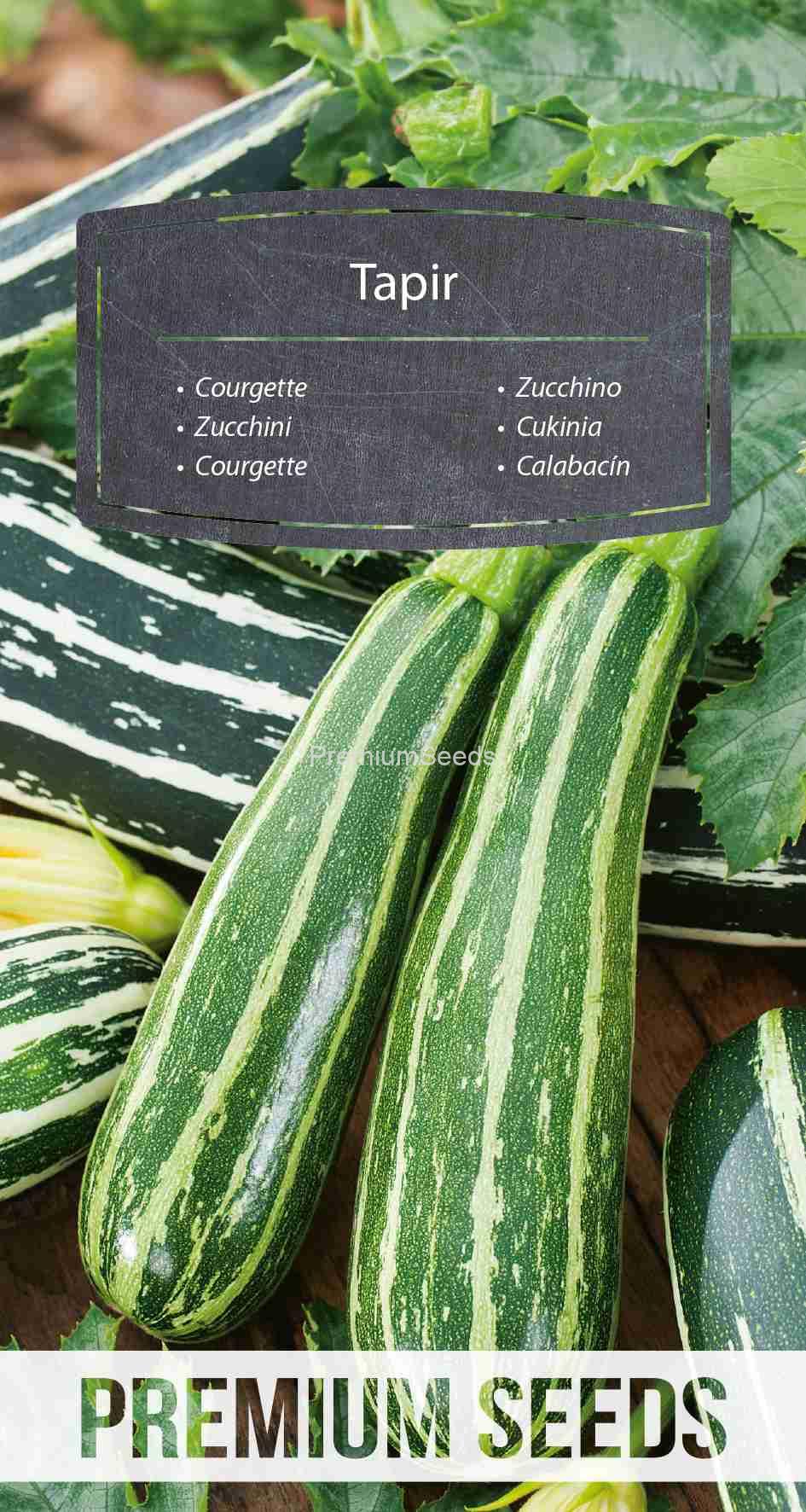 WORLD 14280064PA_VS Courgette, zucchini Tapir – seeds