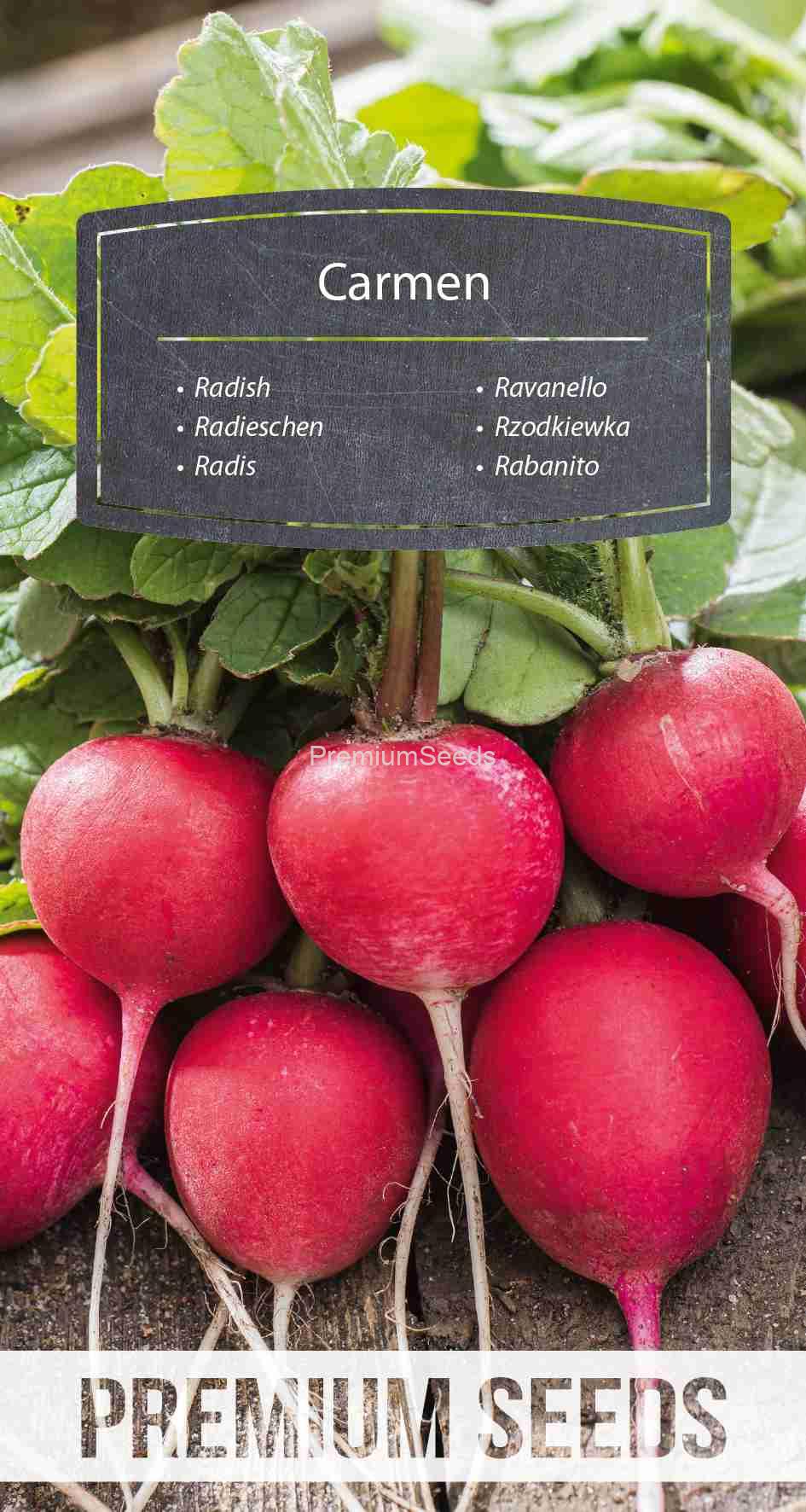 WORLD 14288568PA_VS Radish Carmen - seeds