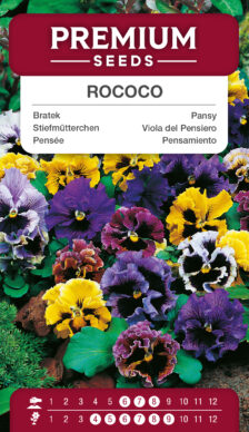 Pensamiento Rococo Variado