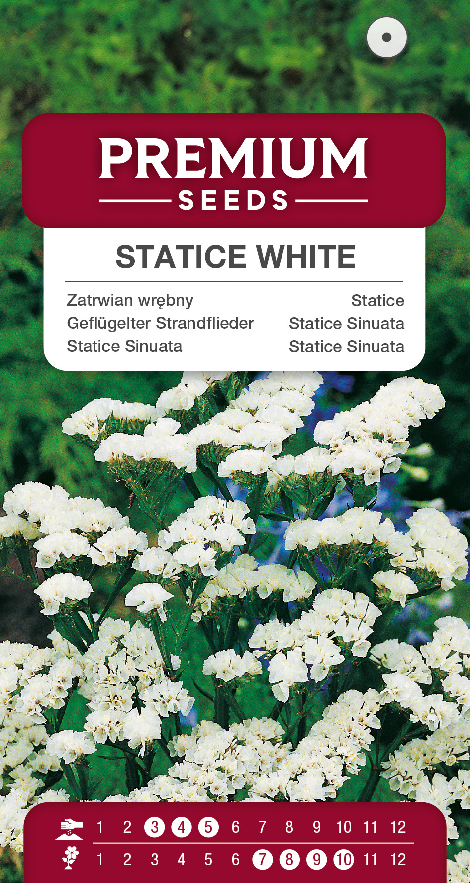 Statice White