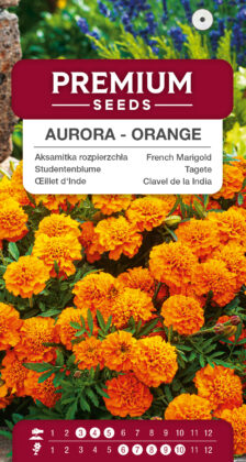Clavel de la India - Aurora