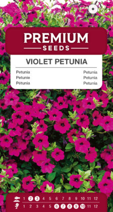 Petunia violeta