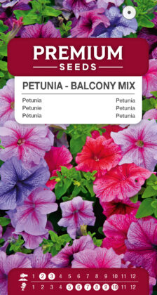 Petunie Balkon Mischung