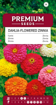 Dahlia-flowered Zinnia - a selection of varieties
