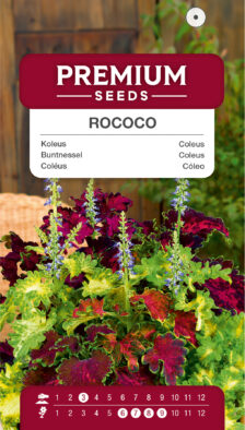Cóleo Rococo