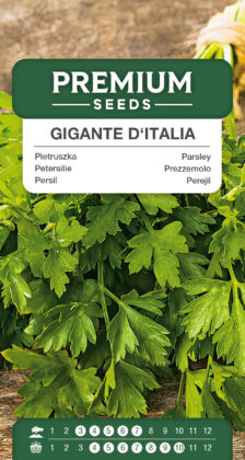 Persil Gigante D'Italia