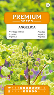 Angelica