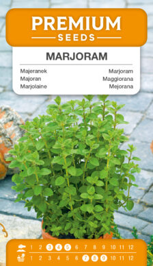 Marjolaine